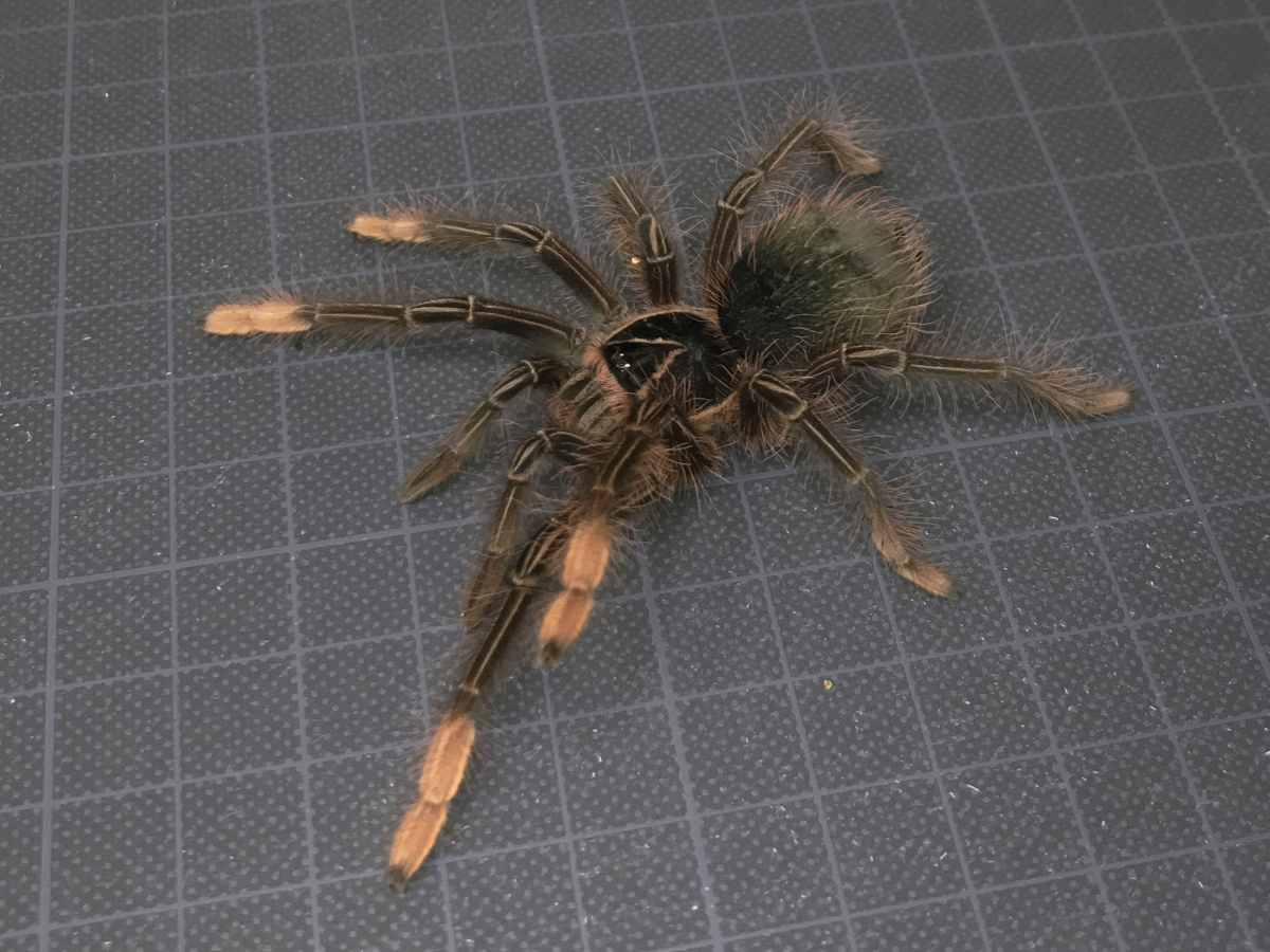 【タランチュラ】匿名配送 メス個体 ゴライアスピンクフットバードイーター Theraphosa apophysis