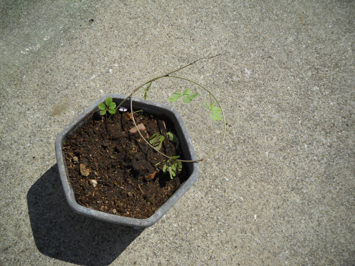 観葉植物　アケビ　根分け苗木　（９）_画像5