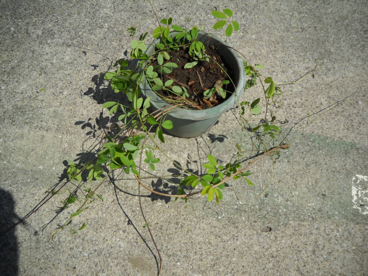 観葉植物　アケビ　根分け苗木　（１５）_画像7