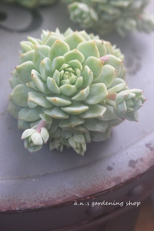 デレンベルギー 1ヶ*多肉・多肉植物・韓国苗 www.fusion.ps
