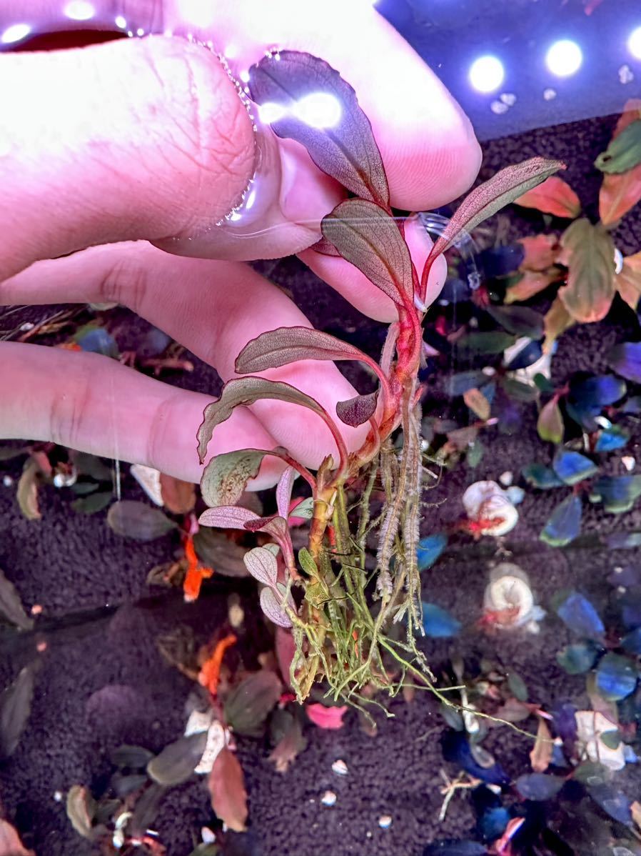 Bucephalandra sp. Neo 2015 ブセファランドラ 魚、水草 | huroncmh.org