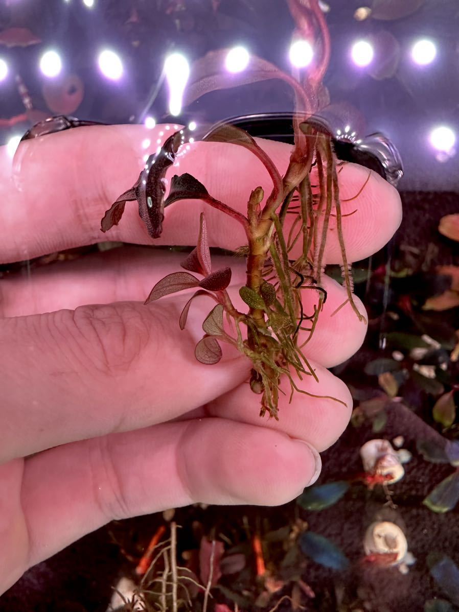 Bucephalandra sp. Neo 2015 ブセファランドラ 魚、水草 | huroncmh.org