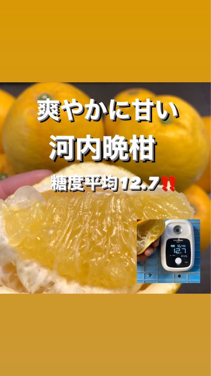 GINGER掲載商品】 毎年大好評! 河内晩柑 愛媛県宇和島市産地