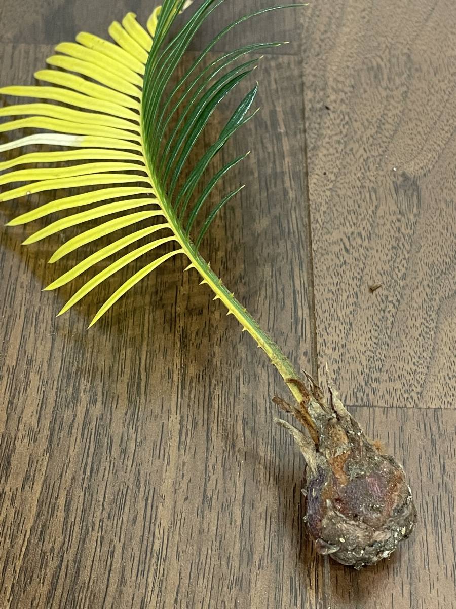 ☆ソテツ斑入り カキコ☆ ☆ソテツ斑入り カキコ☆