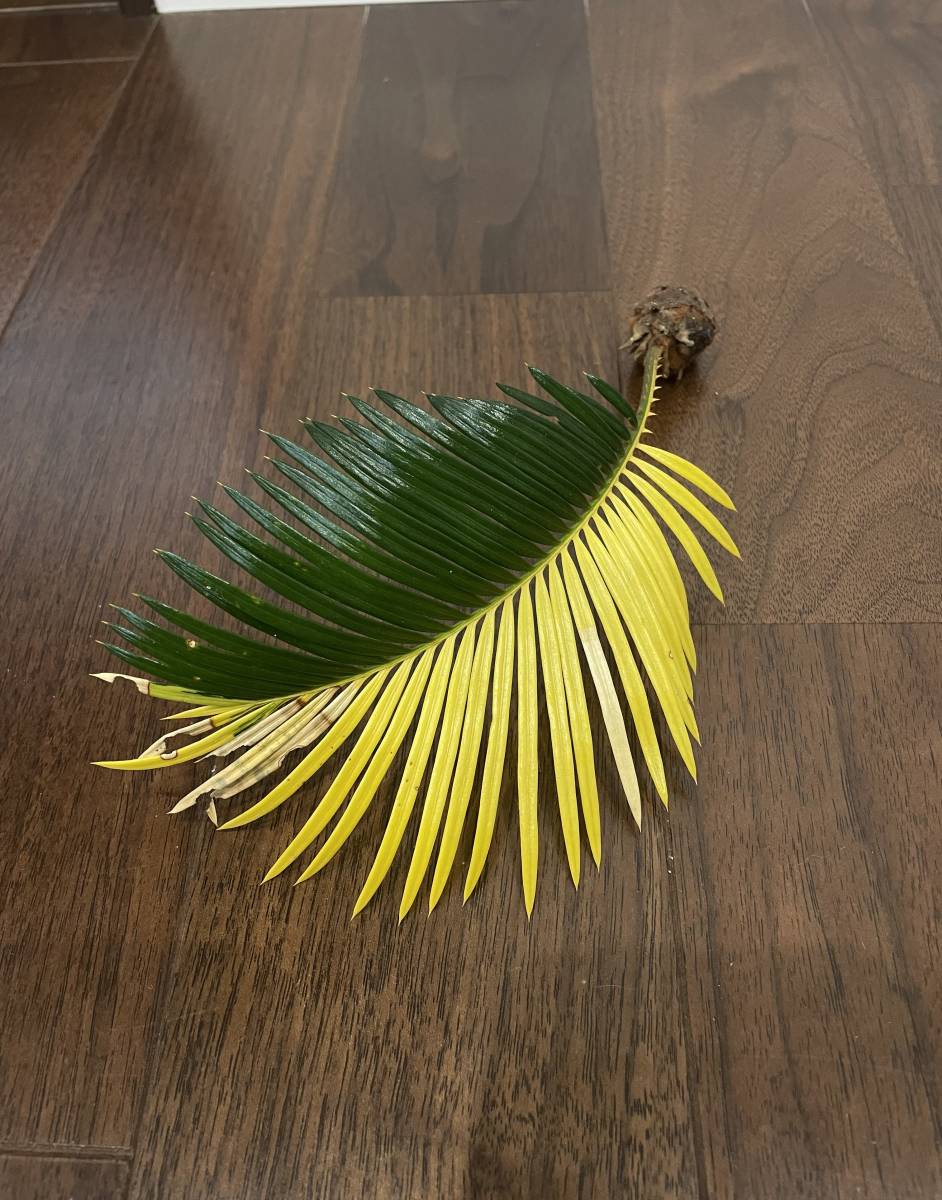 ☆ソテツ斑入り カキコ☆ ☆ソテツ斑入り カキコ☆