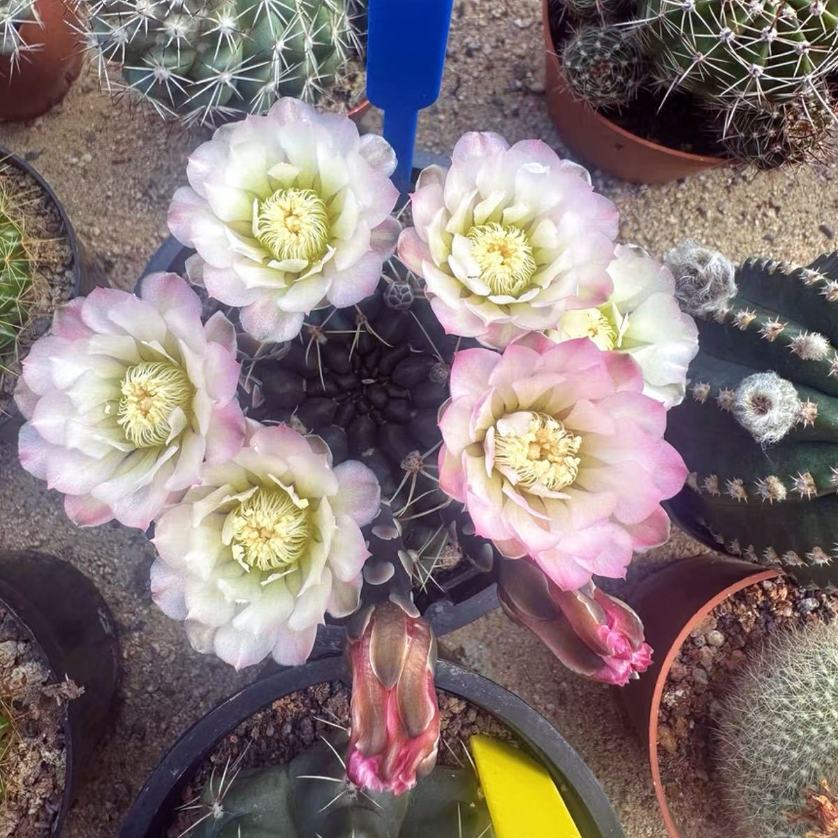 多肉植物 花サボテン 緑花緋花玉(実生)|サボテン 多肉植物 花サボテン 緑花緋花玉(実生)|サボテン
