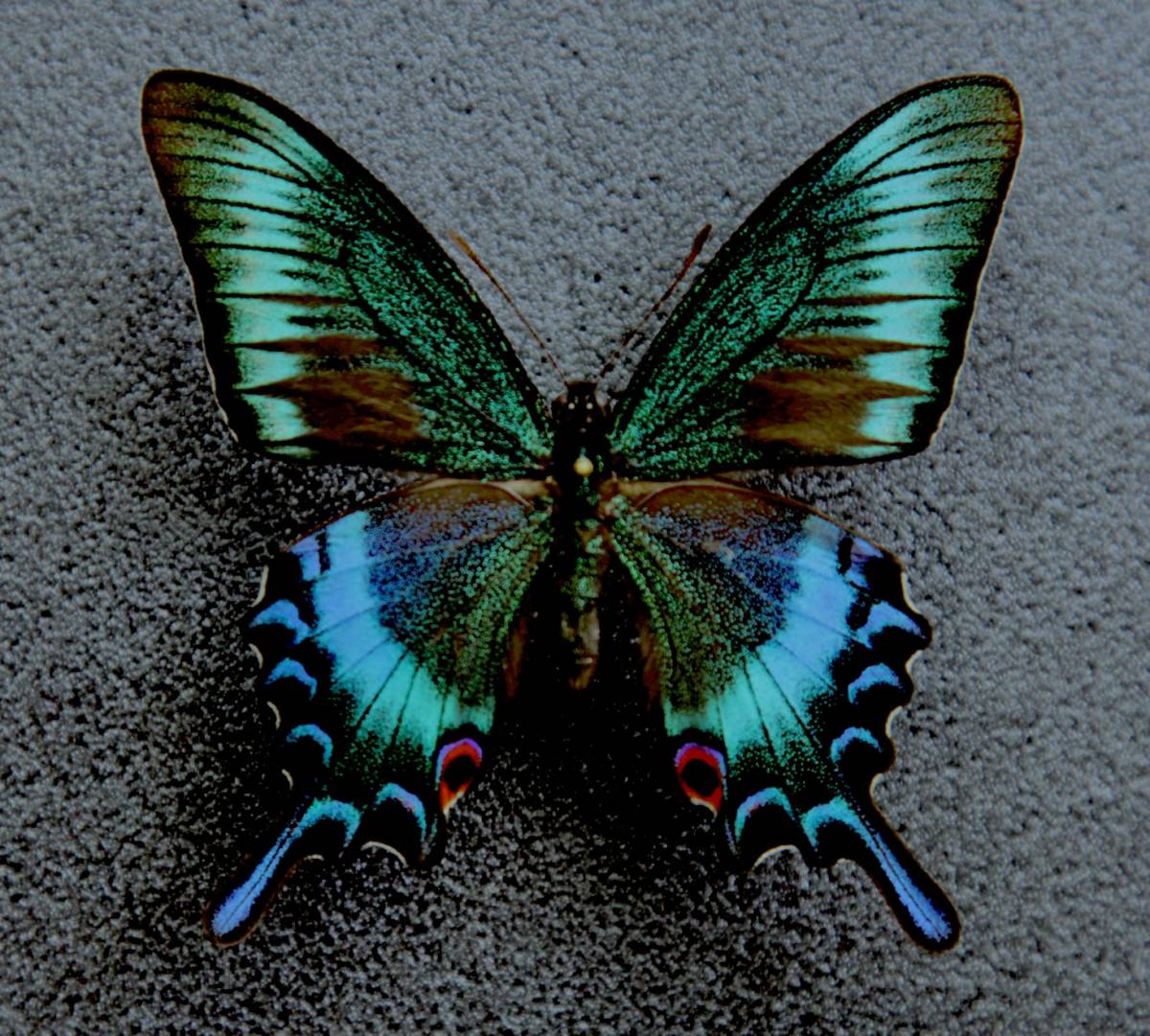 ■国産蝶標本  ミヤマカラスアゲハ A♂ 長野県x大阪府 産  飼育羽化品の画像1
