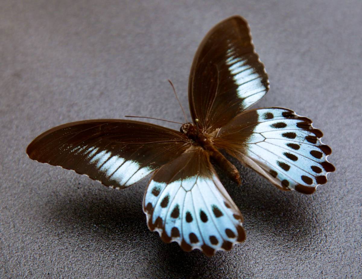 ■外国産蝶標本  テンジクアゲハ  A-♂  インド 産  野外採集品  41523の画像2
