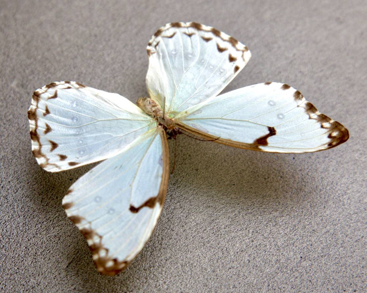 □外国産蝶標本 カテナリウスシロモルフォ A-♀ 産 ブラジル 野外採集
