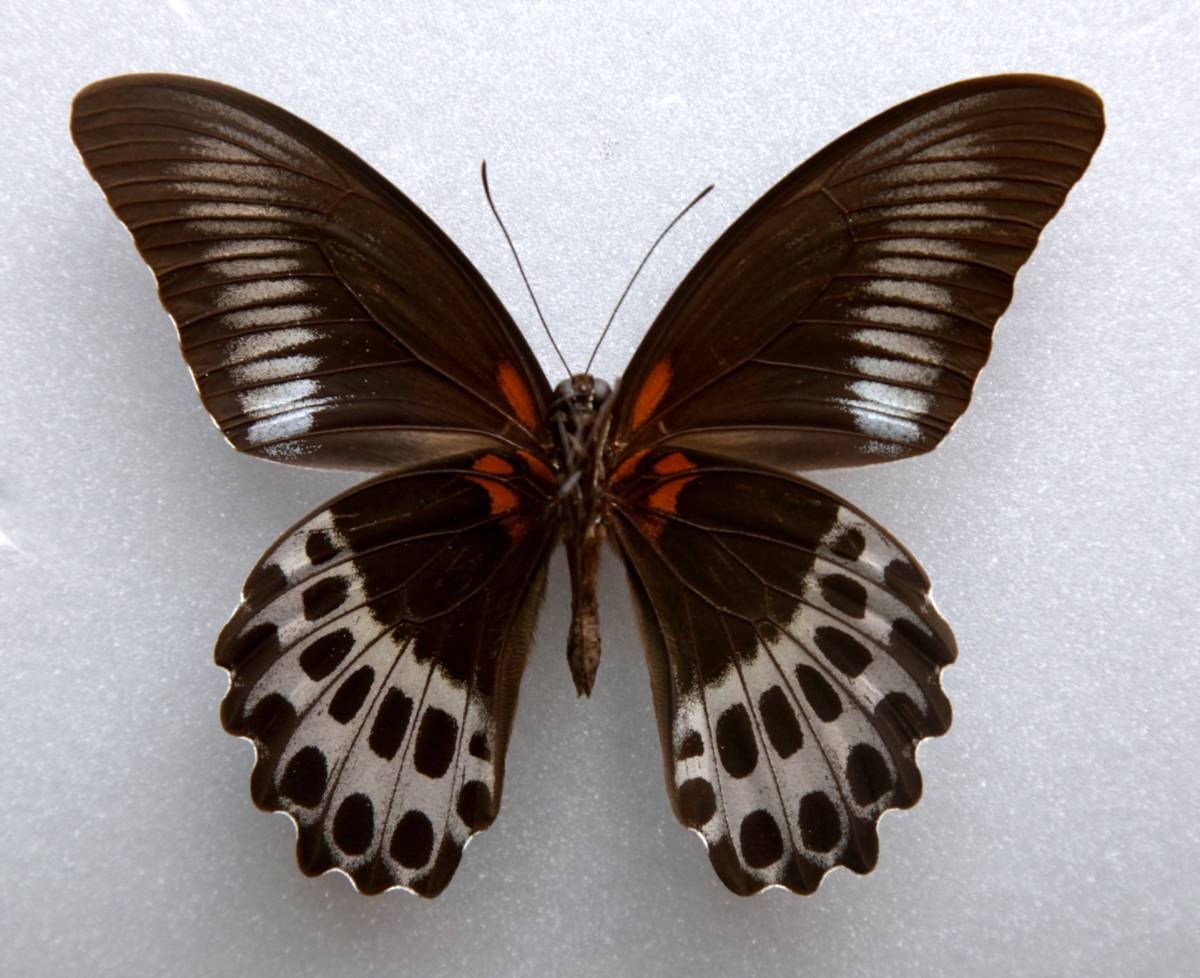 ■外国産蝶標本  テンジクアゲハ  A-♂  インド 産  野外採集品  41523の画像5