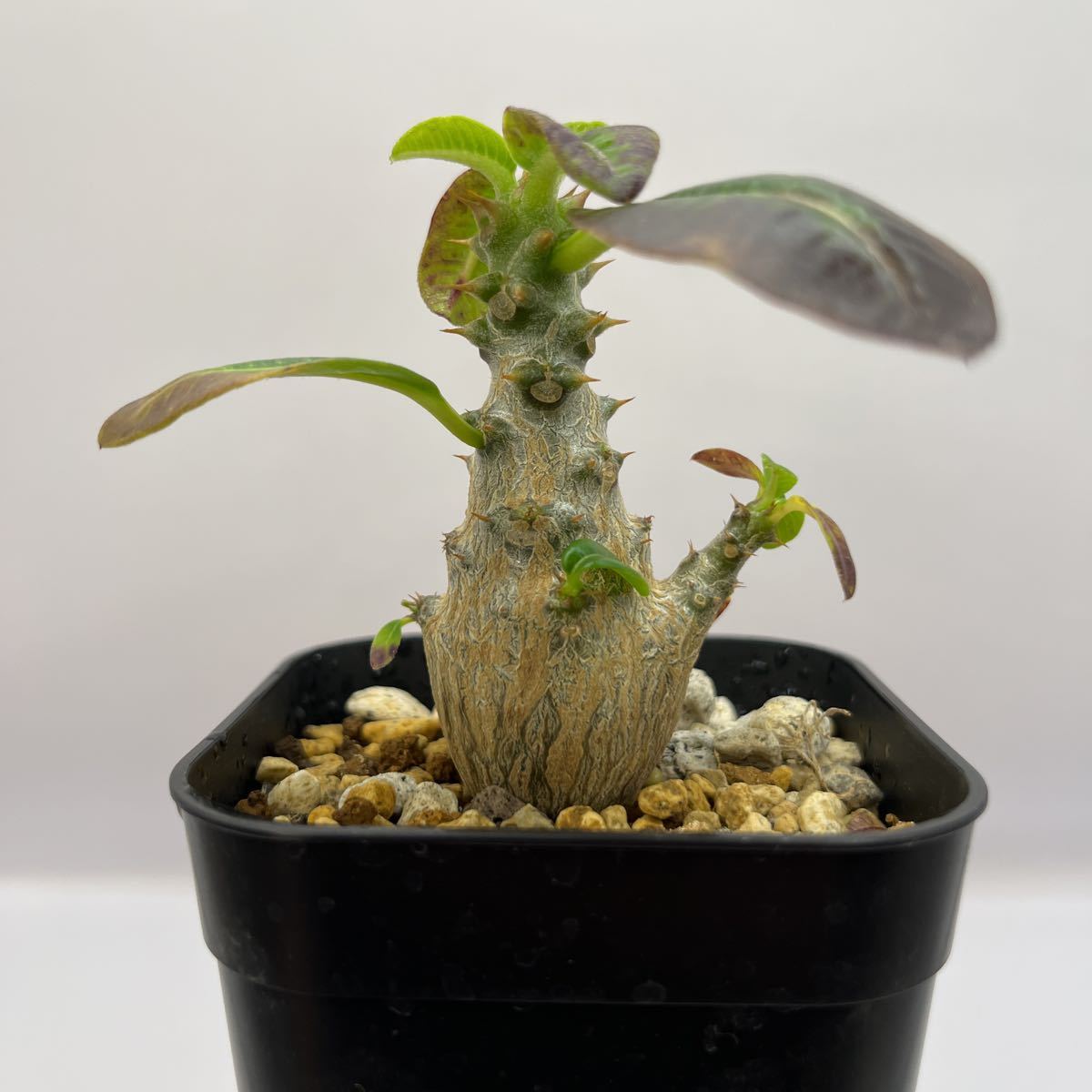 13 パキポディウムウィンゾリー☆ Pachypodium windsorii ☆コーデック