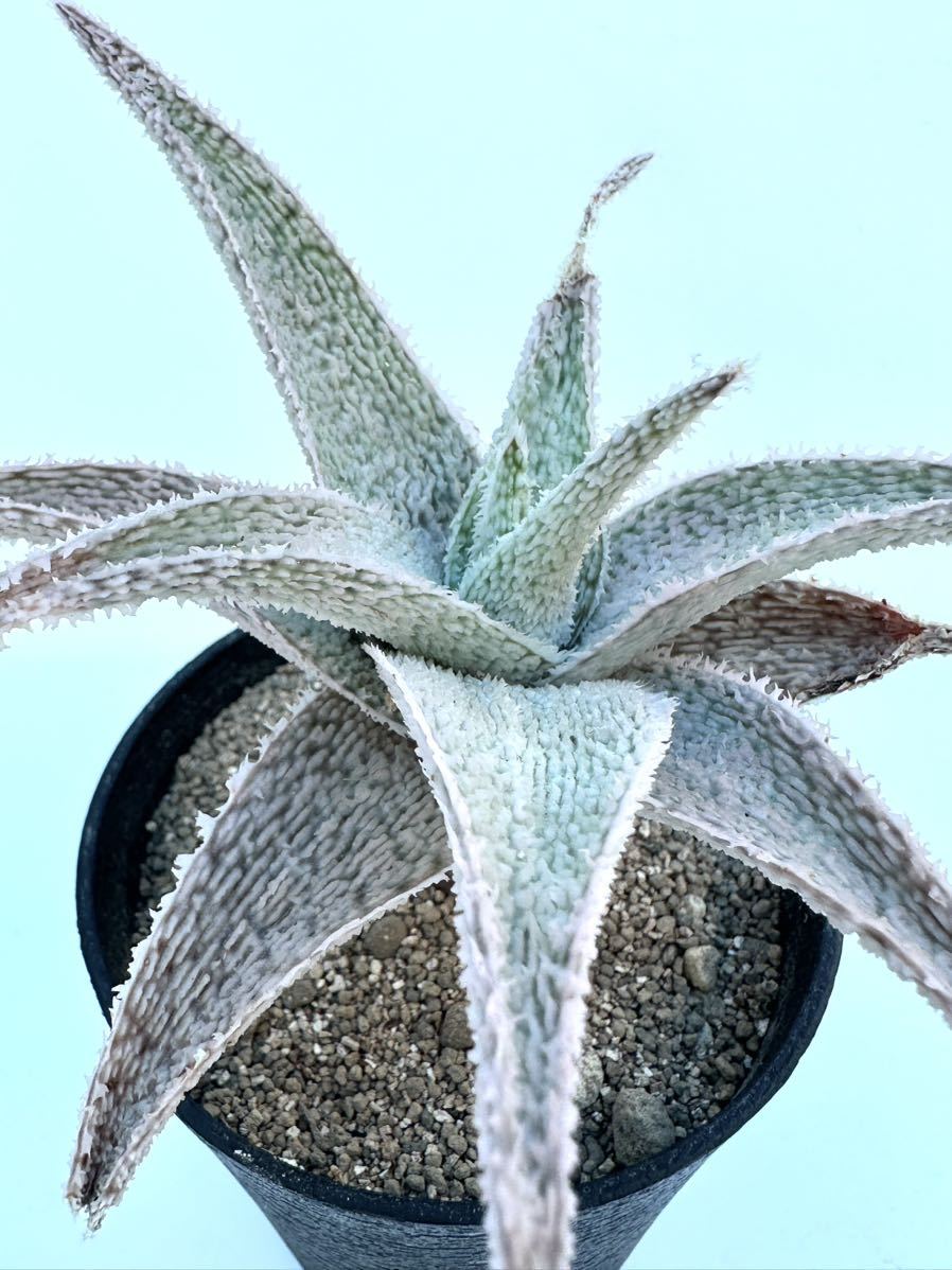 Aloe D.W.Hyb. DNプレミアムホワイト アロエ 交配種 ハイブリッド 抜き 