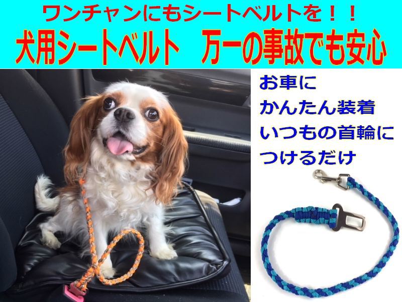  dog. Lead [ blue & beige MIX]pala code original work pet Lead light robust about ..8m. for emergency powerful rope .pala Shute code use 