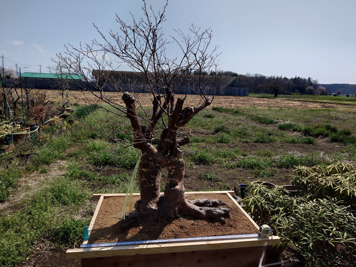 * pickup limitation * bonsai oldham blueberry single goods exhibition actual thing confirmation ok garden tree pot . mountain ..