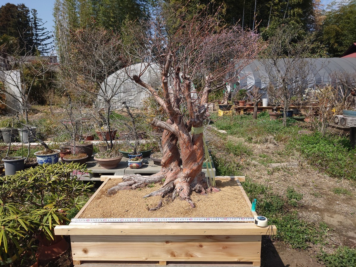 * pickup limitation * bonsai oldham blueberry single goods exhibition actual thing confirmation ok garden tree pot . mountain ..