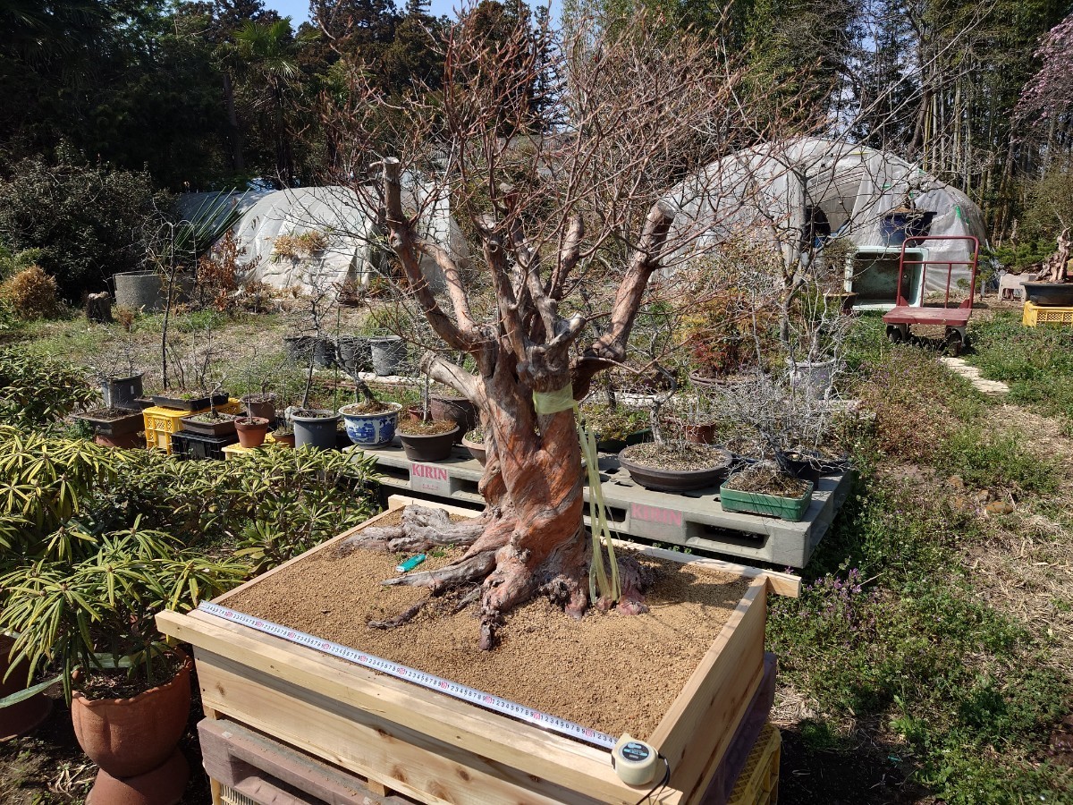 * pickup limitation * bonsai oldham blueberry single goods exhibition actual thing confirmation ok garden tree pot . mountain ..