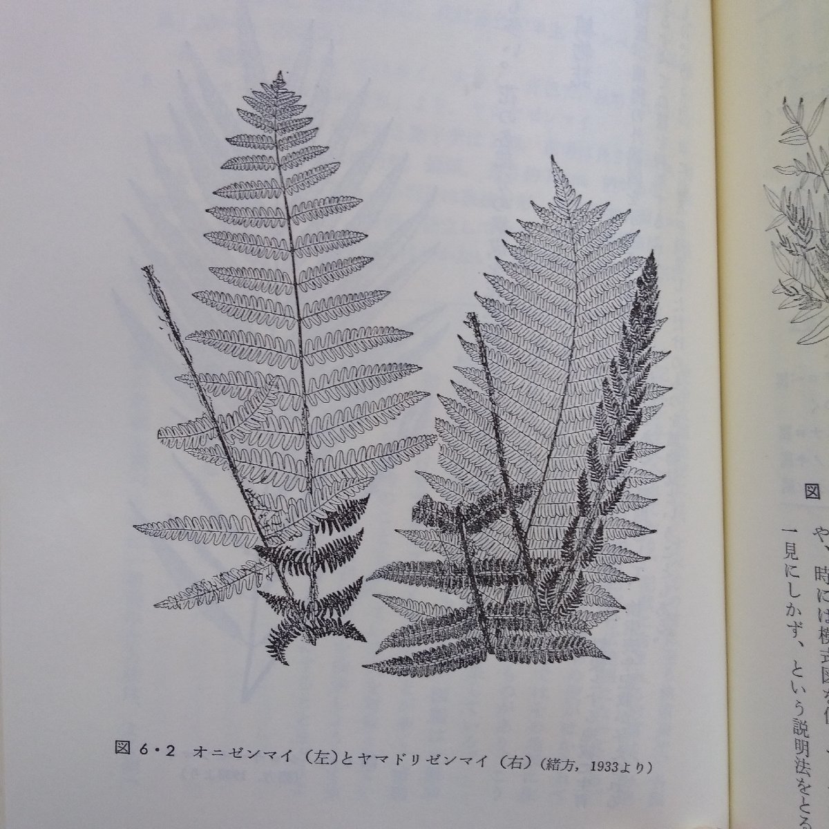 * plant . attaching ..book@ plant classification . to . chapter Iwatsuki . man. .... .. Showa era 63 year .. company 179p