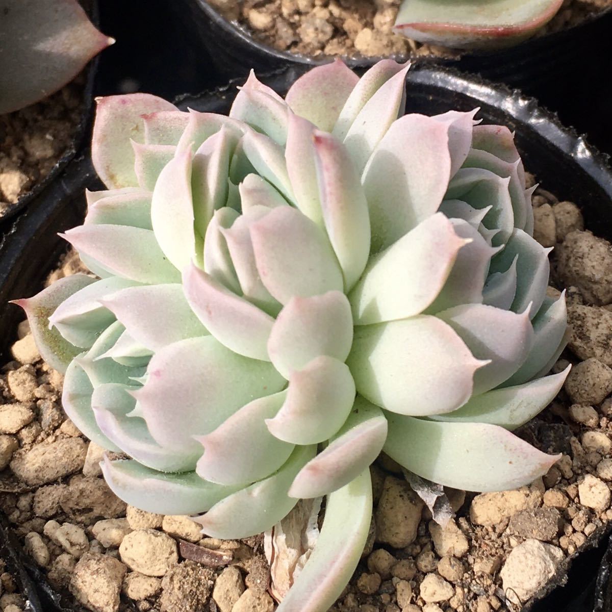月影の宵 エケベリア 多肉植物 抜き苗 www.dekano.pe