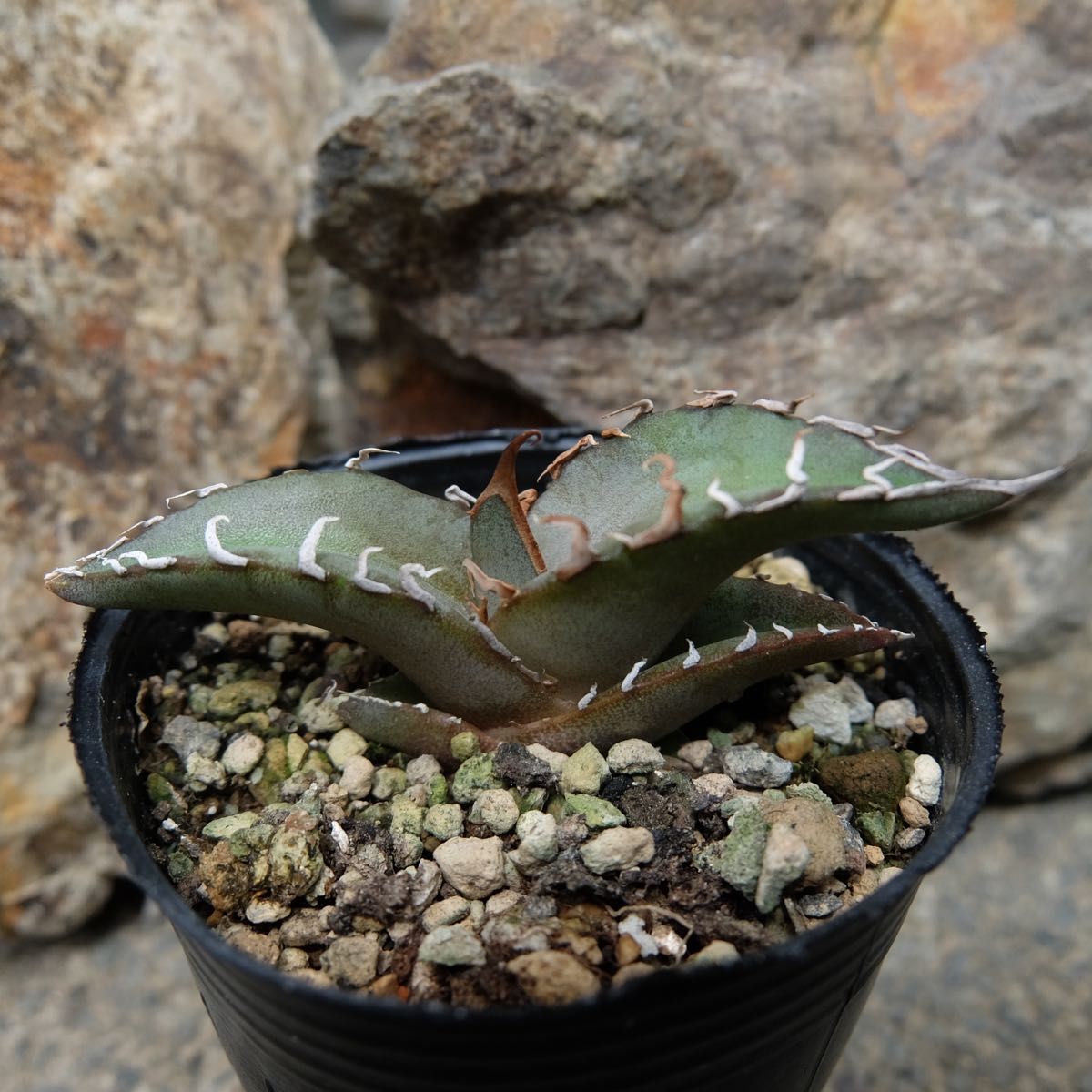 Agave Oteroiアガベ オテロイ　厳龍　子株　裏棘あり！　チタノタ