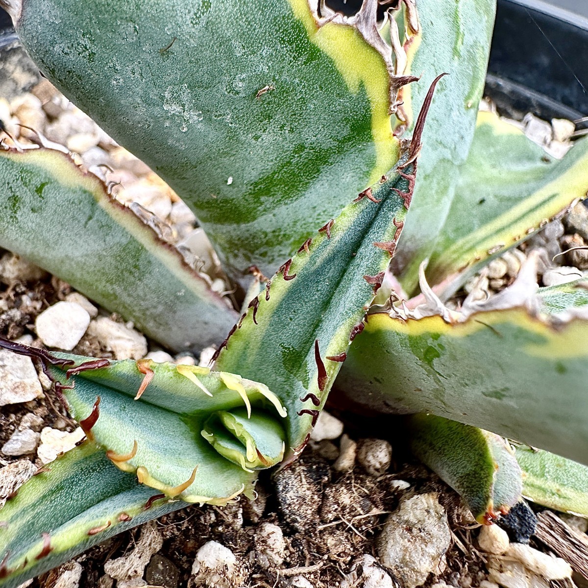 L48 貴重な希少種 アガベ 多肉植物 チタノタ DB ブラックダイヤモンド