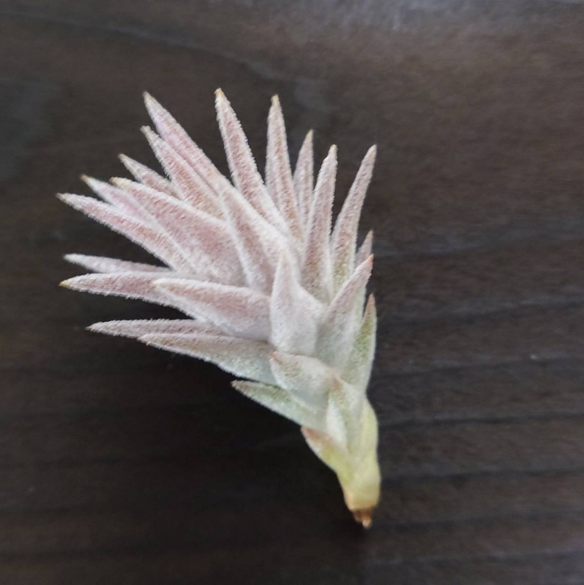 Tillandsia ionantha var. vanhyningii minor | parasitological