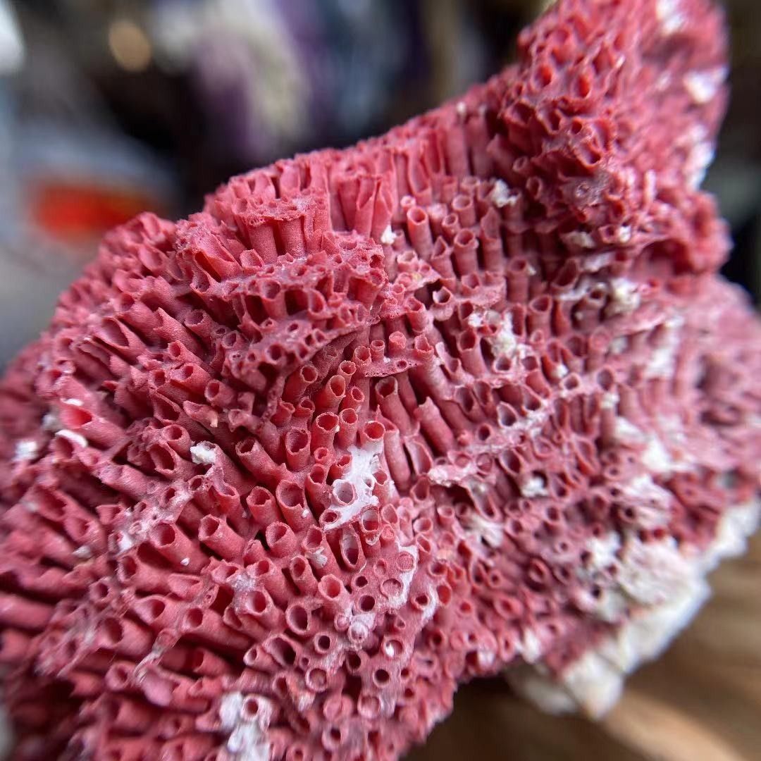 特価！ 大人気 天然 原鉱 Tubiporidae 管状  赤珊瑚 レッド 原石 ジオード 鉱物標本 パワーストーン 