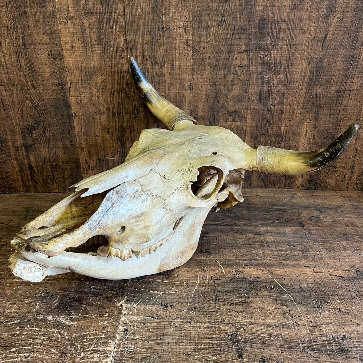  Buffalo head cover . genuine article Skull . head angle specimen peeling made objet d'art weight approximately 5kg /SR26