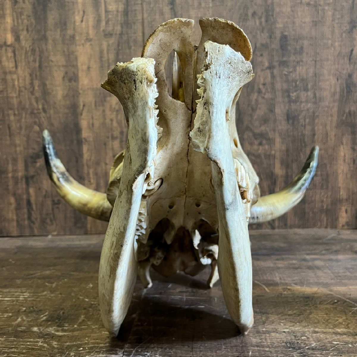  Buffalo head cover . genuine article Skull . head angle specimen peeling made objet d'art weight approximately 5kg /SR26