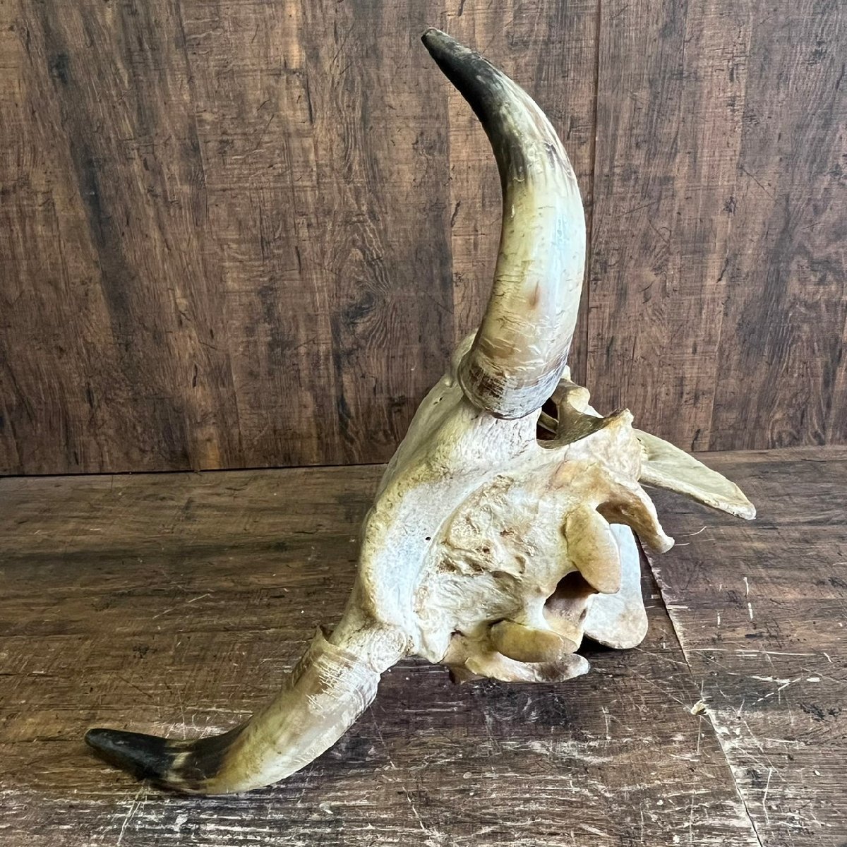  Buffalo head cover . genuine article Skull . head angle specimen peeling made objet d'art weight approximately 5kg /SR26