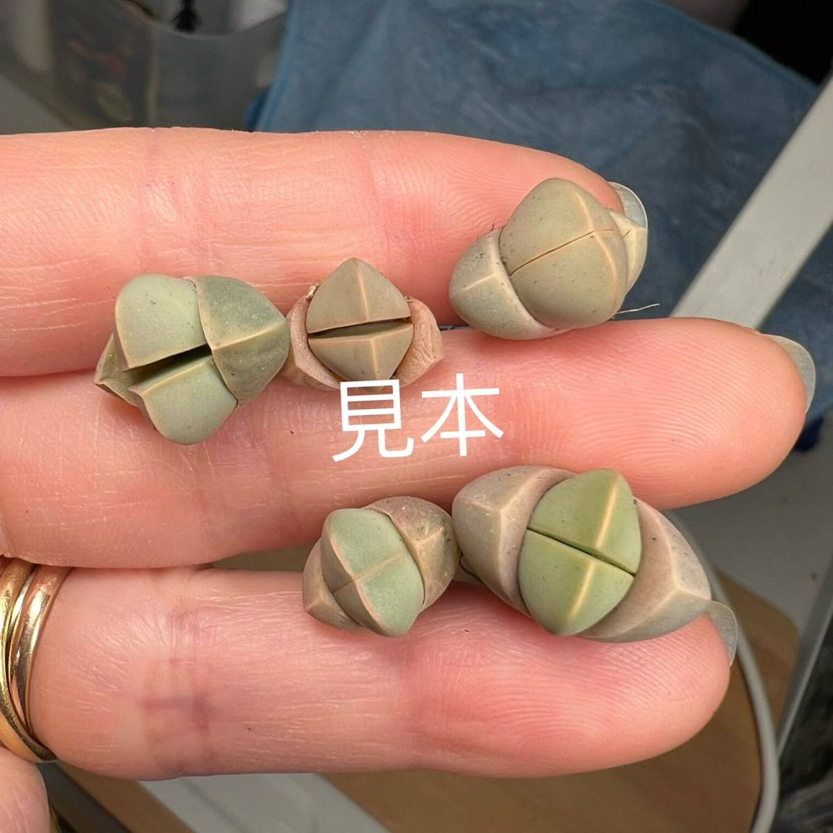 レラ 多肉植物 リトープス 希少 魔玉 12苗 ランダム mazaya.co.id