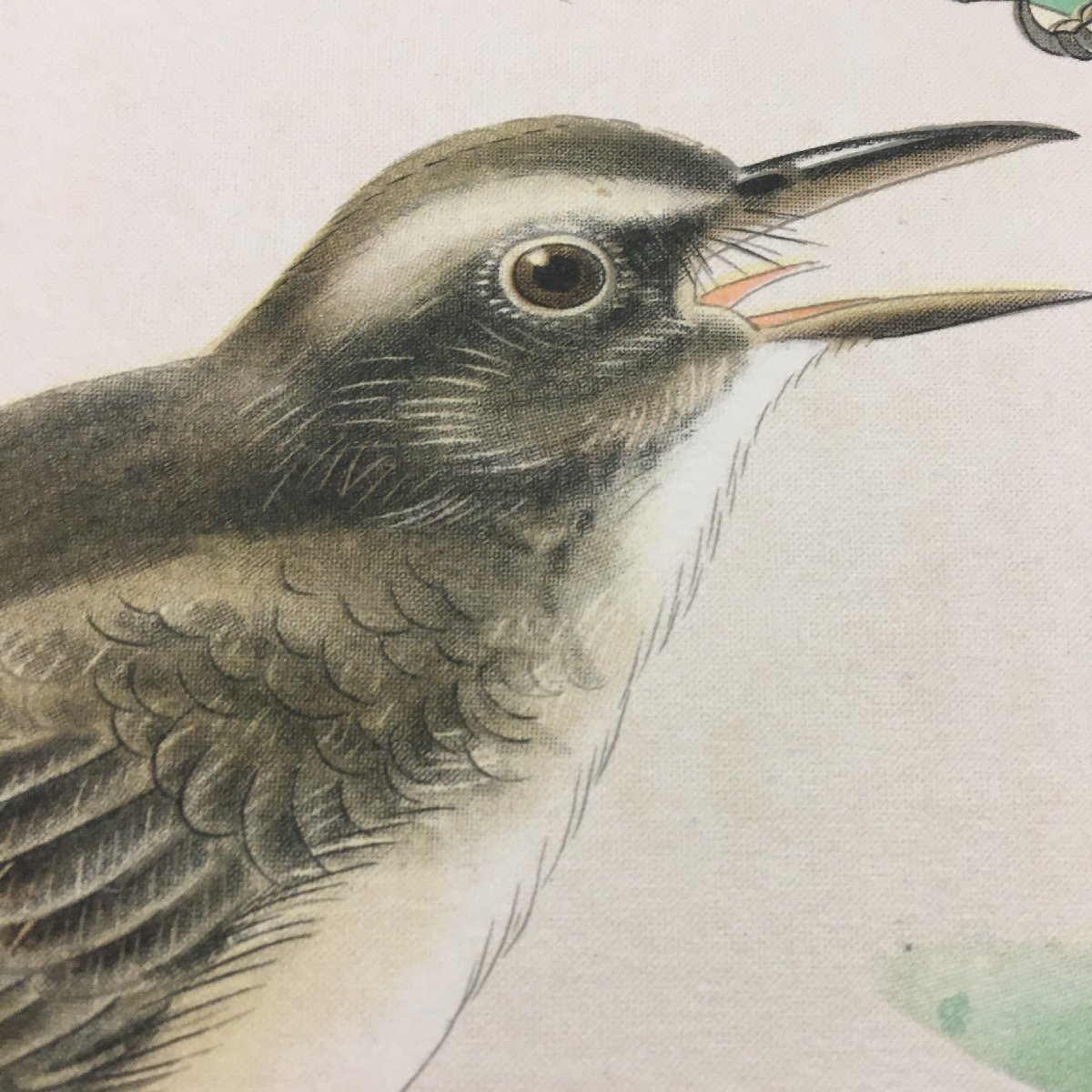 『おほよしきり』鳥類写生図譜　昭和4年　440x320mm　博物画　大葦切　オオヨシキリ_画像2