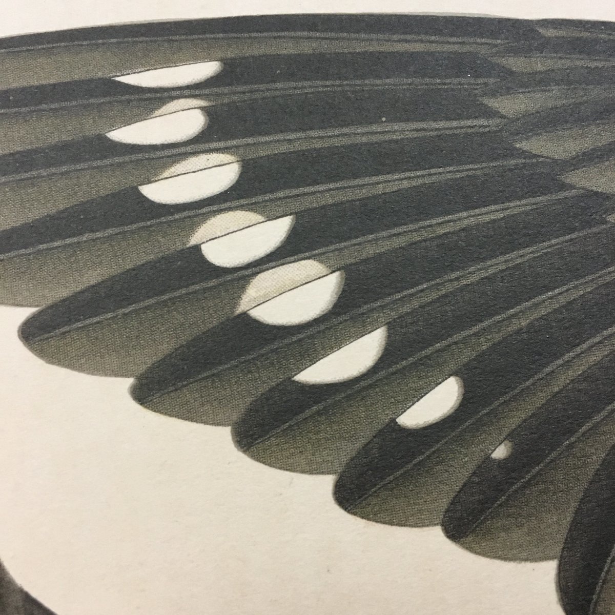 『いかる』鳥類写生図譜　昭和4年　440x320mm　博物画　大葦切　イカル　鵤_画像3