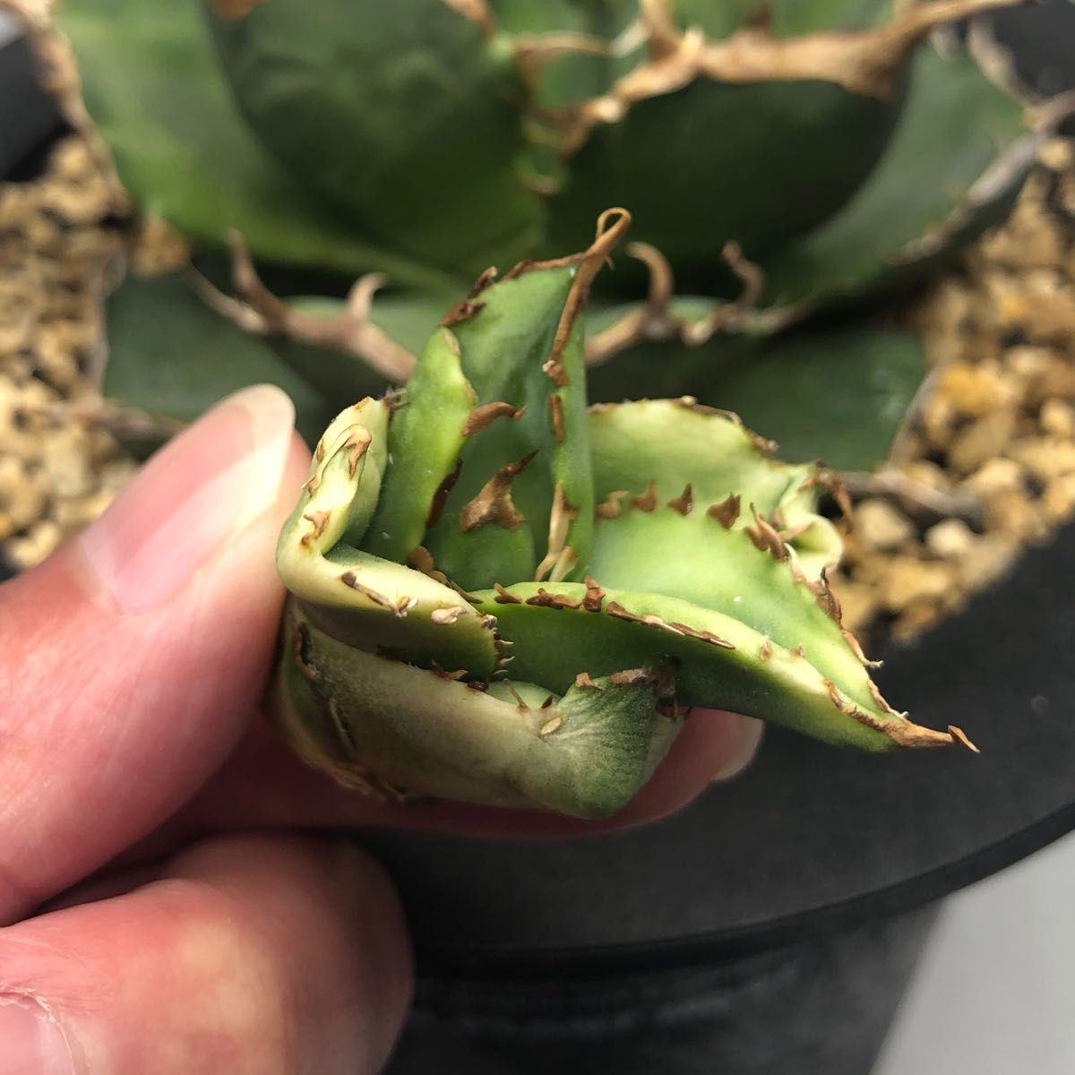アガベ チタノタ 夕映厳竜 ① Agave titanota 子株 検索 ホリダ アガベ チタノタ 夕映厳竜 ① Agave titanota 子株 検索 ホリダ