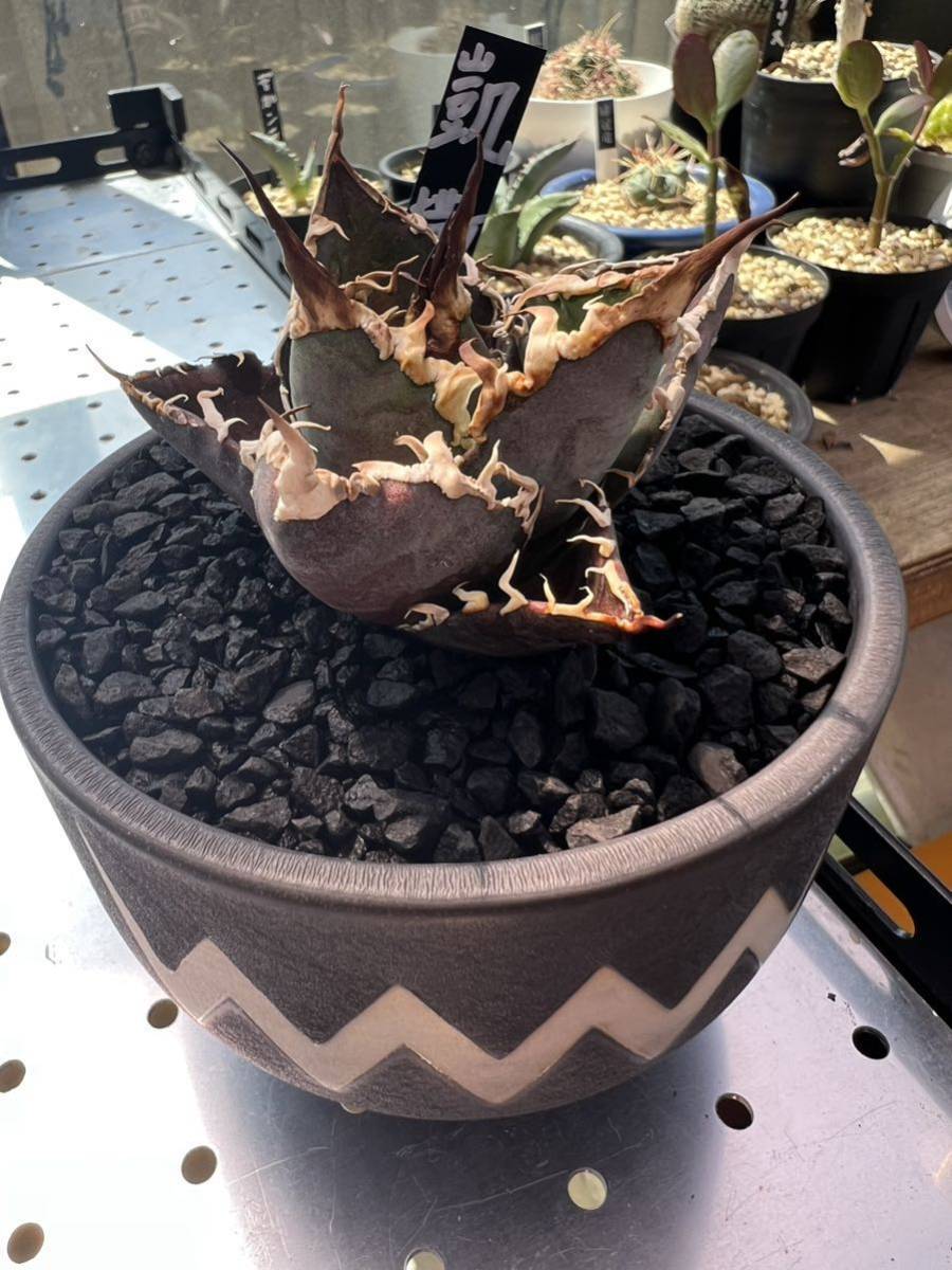 アガベ チタノタ シーザー 凱撒 agave titanota ' caesar ' +VALIEM