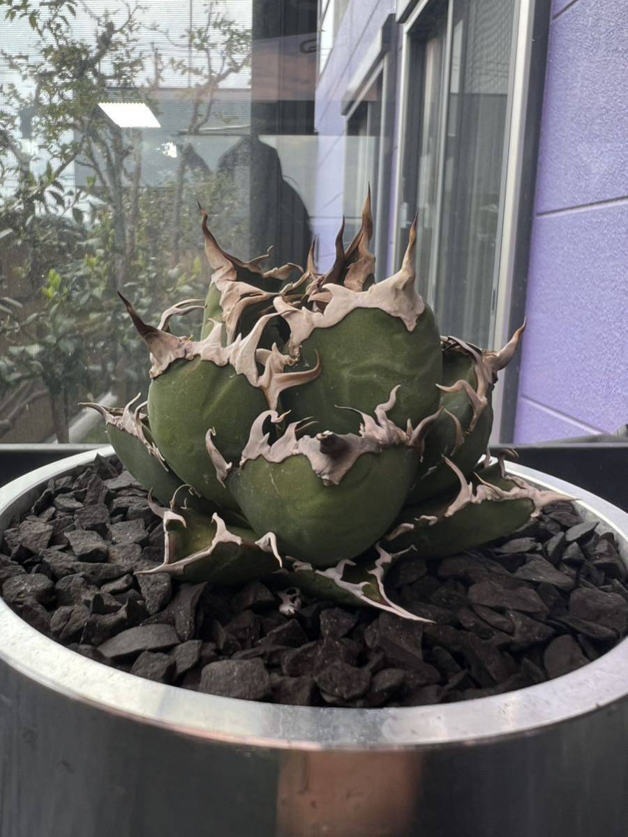 アガベ チタノタ シーザー 凱撒 agave titanota ' caesar ' +VALIEM