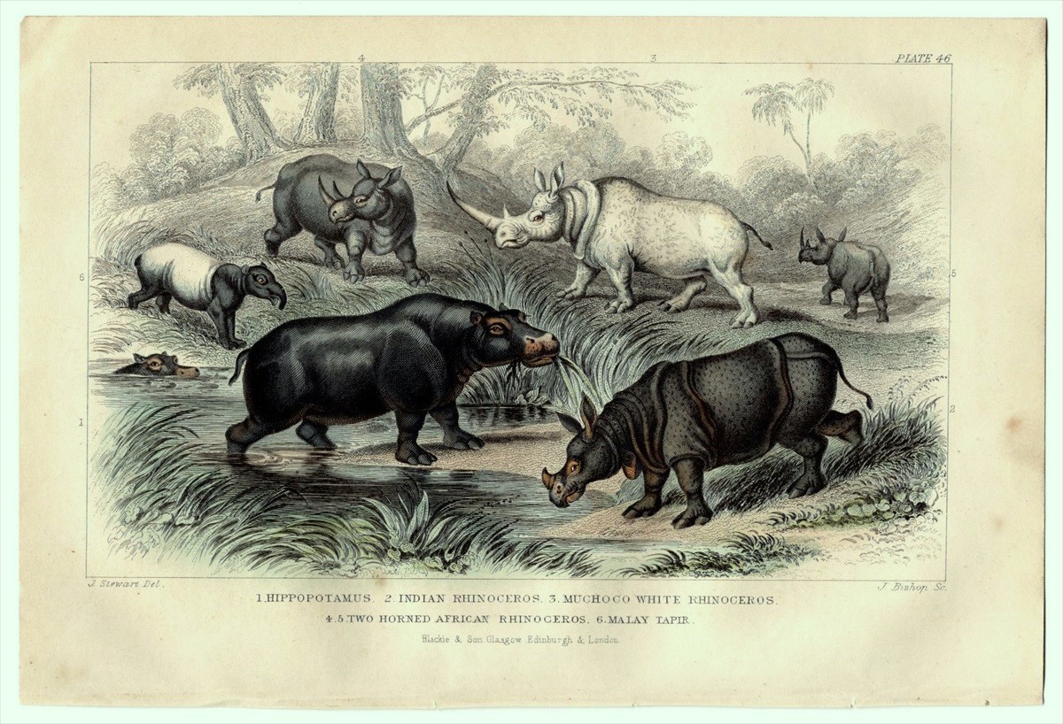 1866年 ゴールドスミス 鋼版画 手彩色 カバ インドサイ クロサイ マレーバク 博物画_画像1