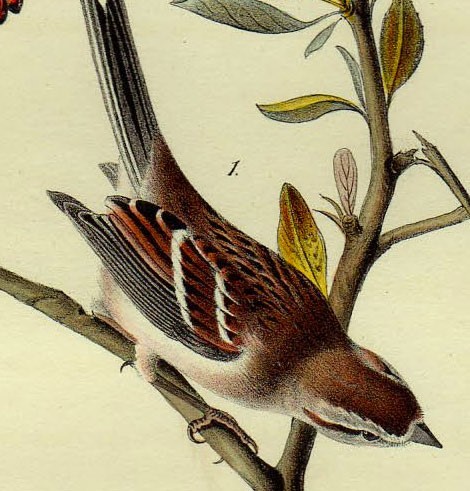 1840年 オーデュボン アメリカの鳥類 初版 手彩色 石版画 Pl.166 ゴマフスズメ科 ヒメドリ属 ムナフヒメドリ Canada Bunting 博物画_画像3