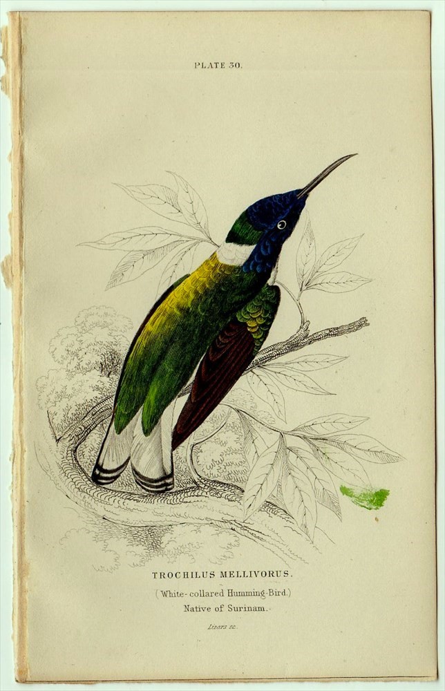 1865年 Jardine 手彩色 鋼版画 鳥類学 Pl.30 ハチドリ科 シロエリハチドリ属 シロエリハチドリ TROCHILUS MELLIVORUS 博物画_画像1