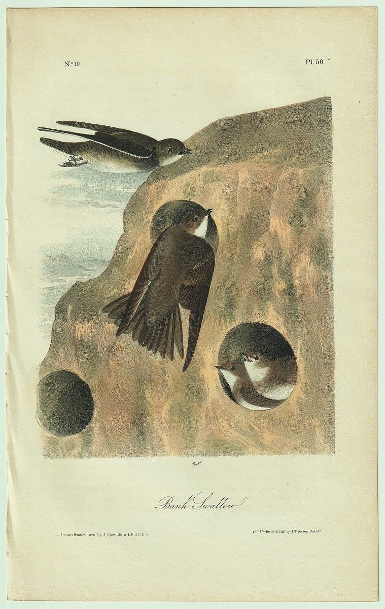 1840年 オーデュボン アメリカの鳥類 初版 手彩色 石版画 Pl.50 ツバメ科 ショウドウツバメ属 ショウドウツバメ Bank Swallow 博物画_画像1
