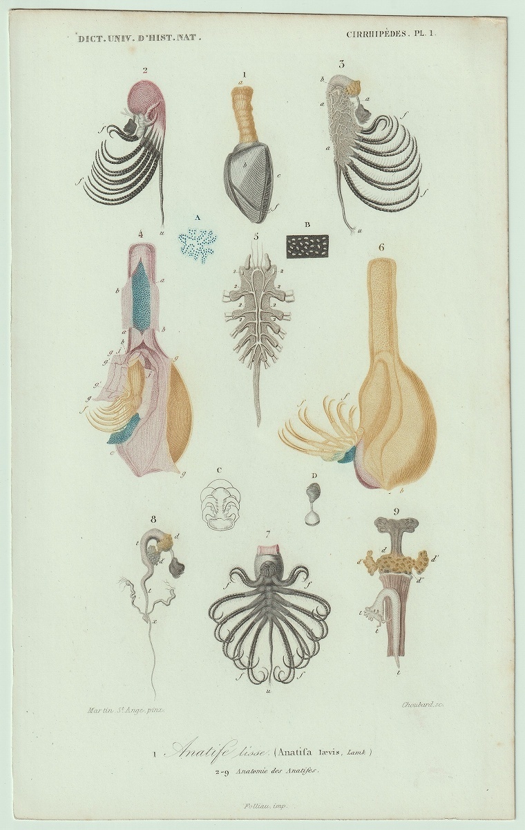 1849年 Orbigny 万有博物事典 鋼版画 手彩色 蔓脚類 Pl.1 エボシガイ科 エボシガイ属 エボシガイ Anatifa laevis 博物画_画像1