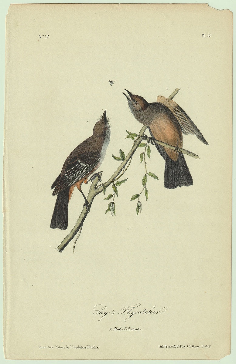 1840年 オーデュボン アメリカの鳥類 初版 手彩色 石版画 Pl.59 タイランチョウ科 ツキヒメハエトリ属 チャイロツキヒメハエトリ 博物画