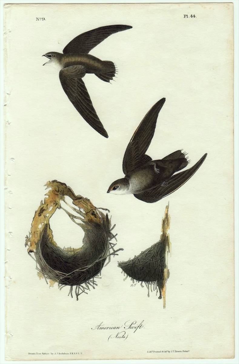 1840年 オーデュボン アメリカの鳥類 初版 手彩色 石版画 Pl.44 アマツバメ科 キプセロイデス属 クロムジアマツバメ 博物画_画像1