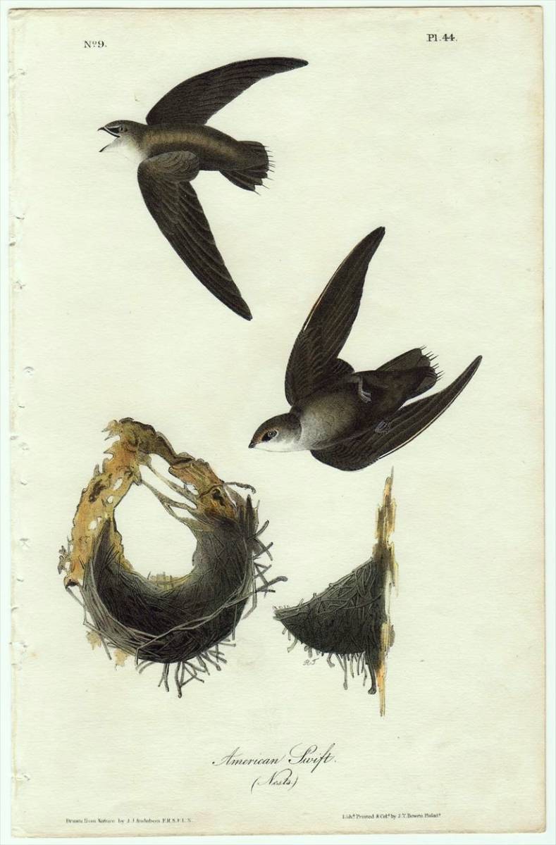 1840年 オーデュボン アメリカの鳥類 初版 手彩色 石版画 Pl.44