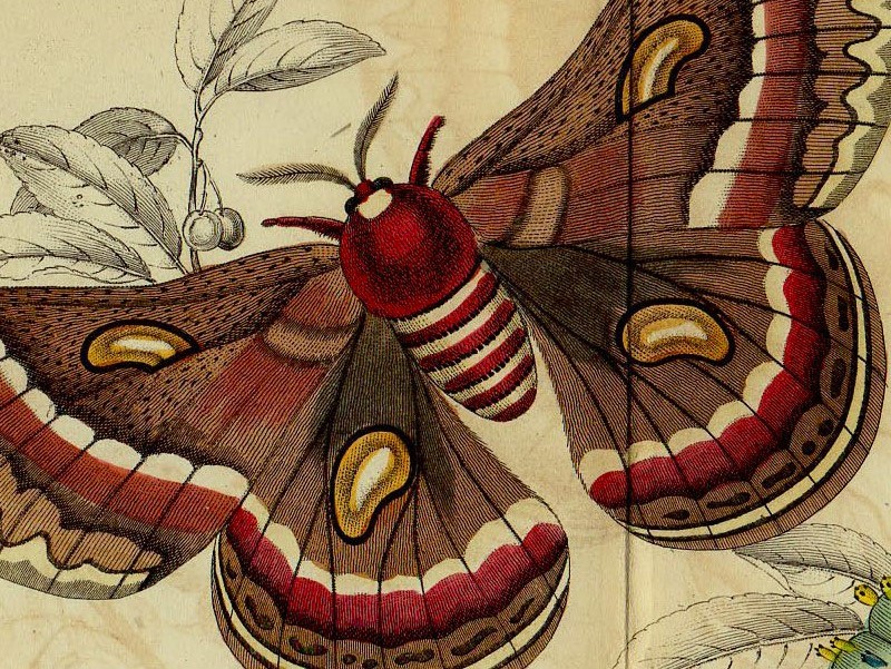 1843年 Jardine 手彩色 鋼版画 昆虫学 Pl.11 ヤママユガ科 ヒアロフォラ属 セクロピアサン Hyalophora Cecropia 博物画_画像2
