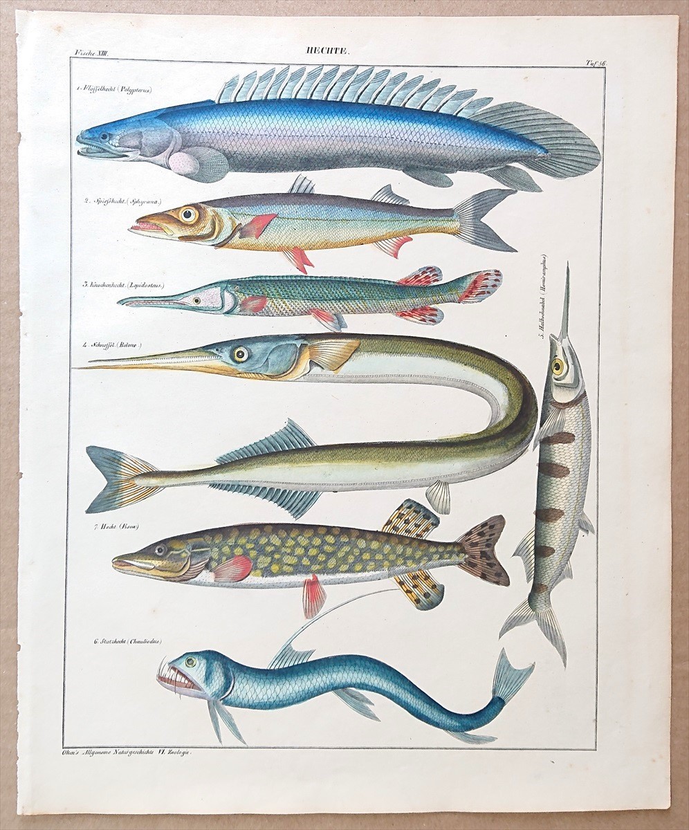 1843年 Oken 博物図鑑 手彩色 鋼版画 大判 ポリプテルス・ビキール ガーフィッシュ ホウライエソ ノーザンパイク 博物画 深海魚_画像1