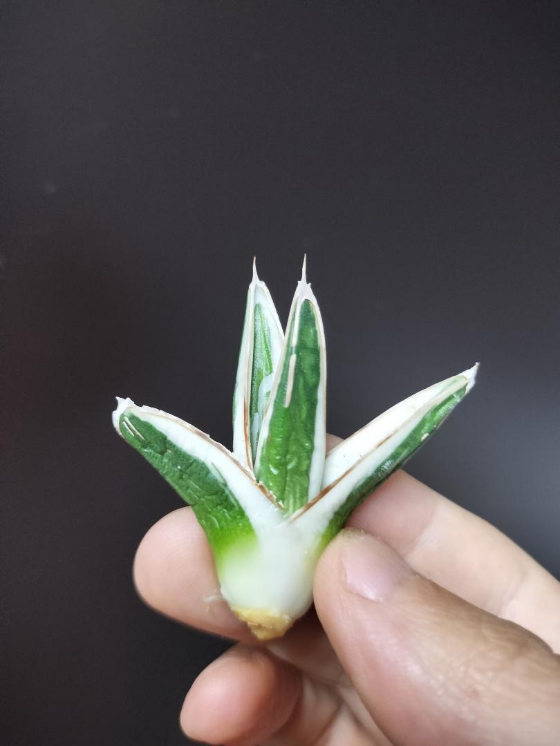 I05 アガベ 氷山 丸葉 厚葉 極上株 vantetopografia.com.br