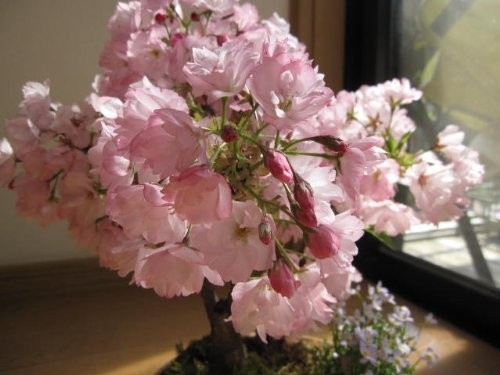 盆栽 観葉植物 人気 盆栽 桜盆栽 八重桜_画像2