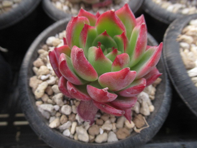 多肉植物 エケベリア・リアルレッド - ヤフオク!