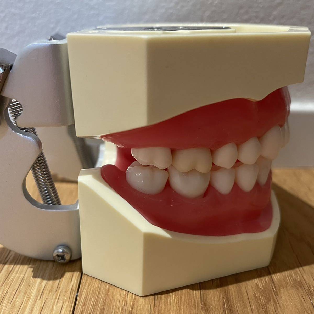 顎模型 歯科衛生士 NISSIN DENTAL MODEL | contifarma.pe