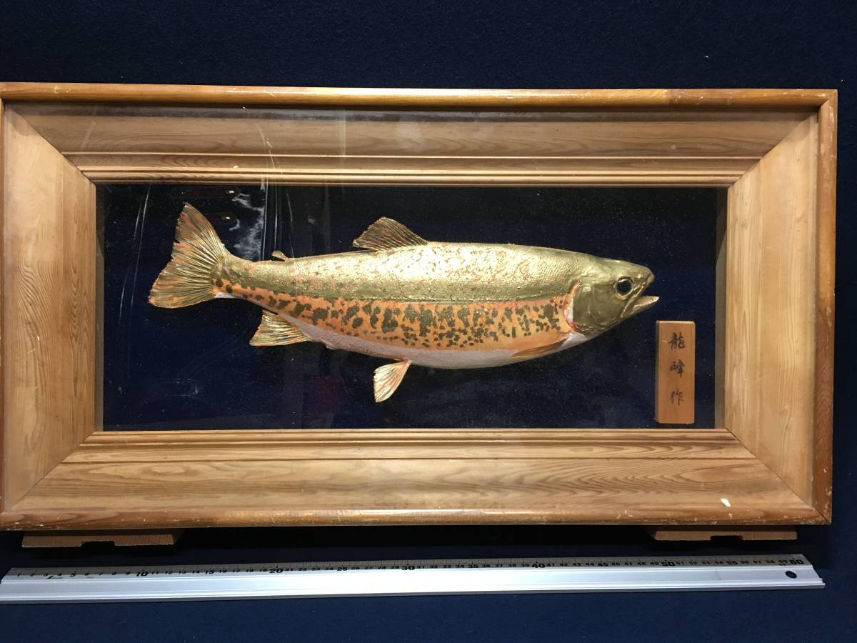季節のおすすめ商品 魚剥製天然2種セット 置物 - education.semel.ucla.edu